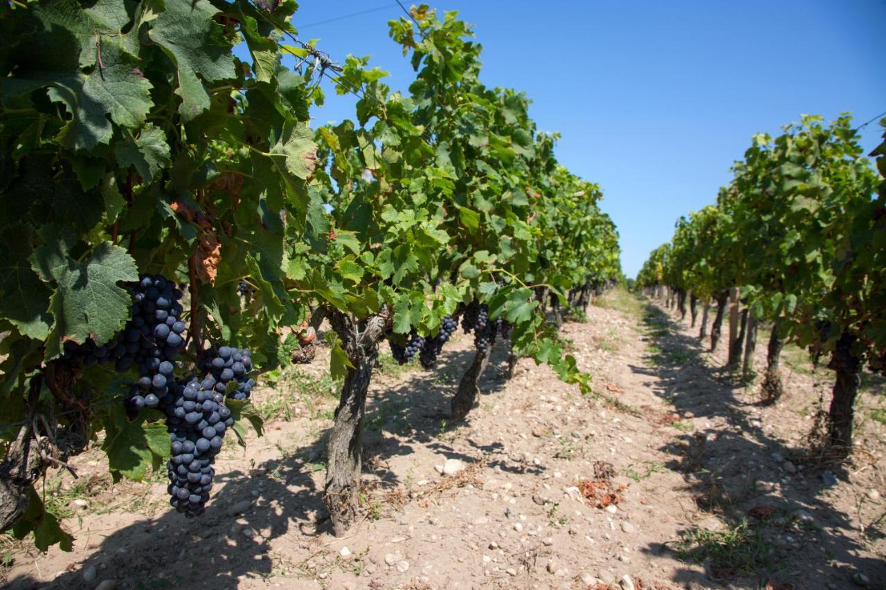 Wine Hote Chambre D'Hotes Le Pian-Medoc Екстер'єр фото